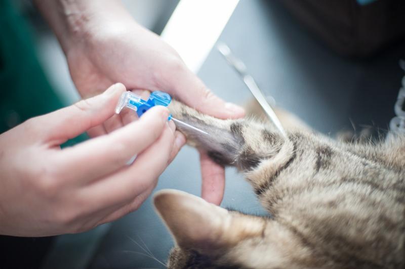 Zakładanie wenflonu do łapy brązowo-szarego kota przez osobę w jasnym ubraniu, widoczny metalowy instrument w tle.