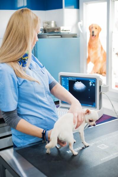 Lekarz w niebieskim uniformie wykonuje badanie USG na małym, białym psie rasy chihuahua; w tle za oknem widać dużego psa rasy golden retriever.