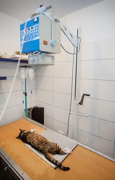 Tabby kot leżący na stole pod aparatem rentgenowskim w sterylnym gabinecie z kroplówką w tle.