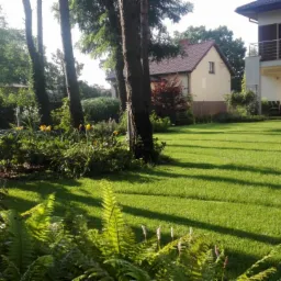 Zadbany trawnik z regularnymi pasami, widok z perspektywy niskich paproci, w tle drzewa i zabudowania mieszkalne.