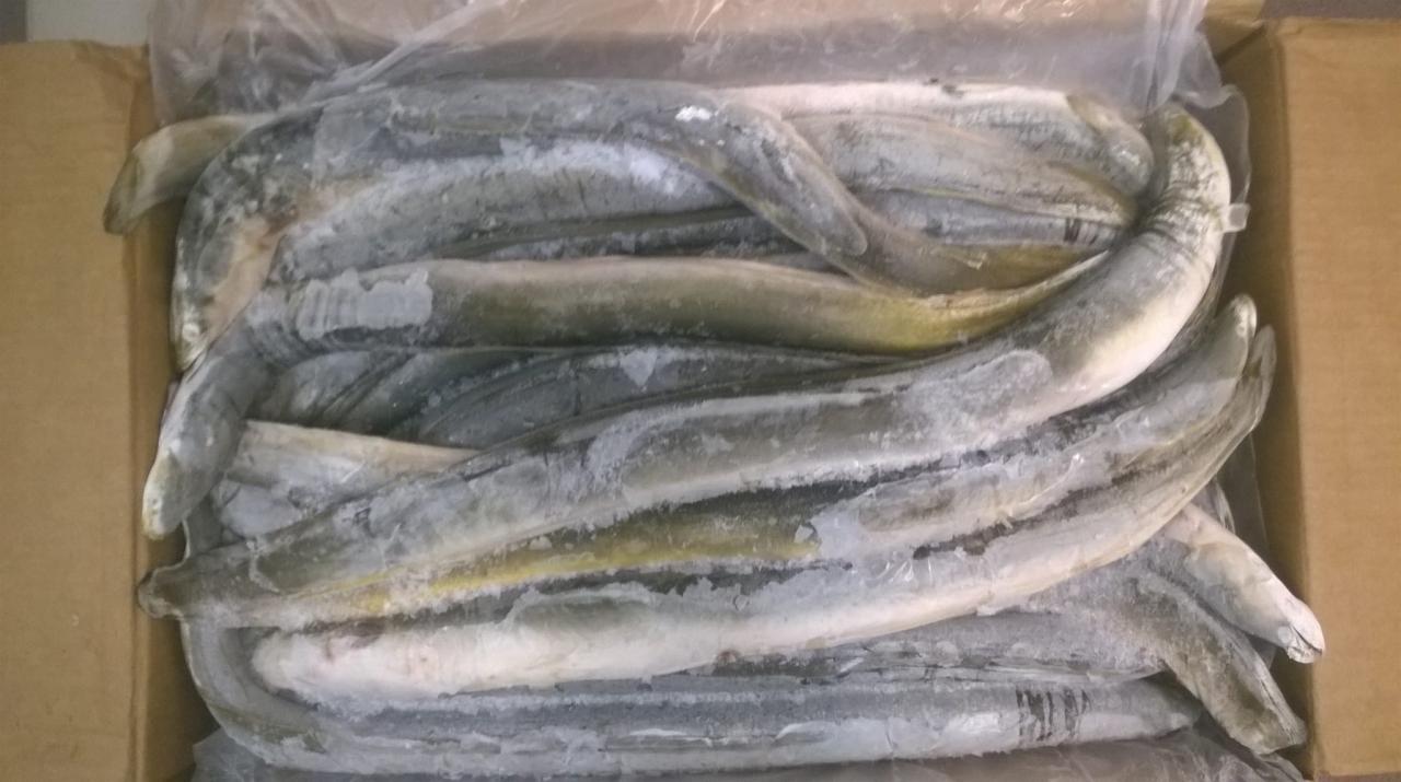 Zamrożone węgorze w kartonowym pudle, pokryte lodem.