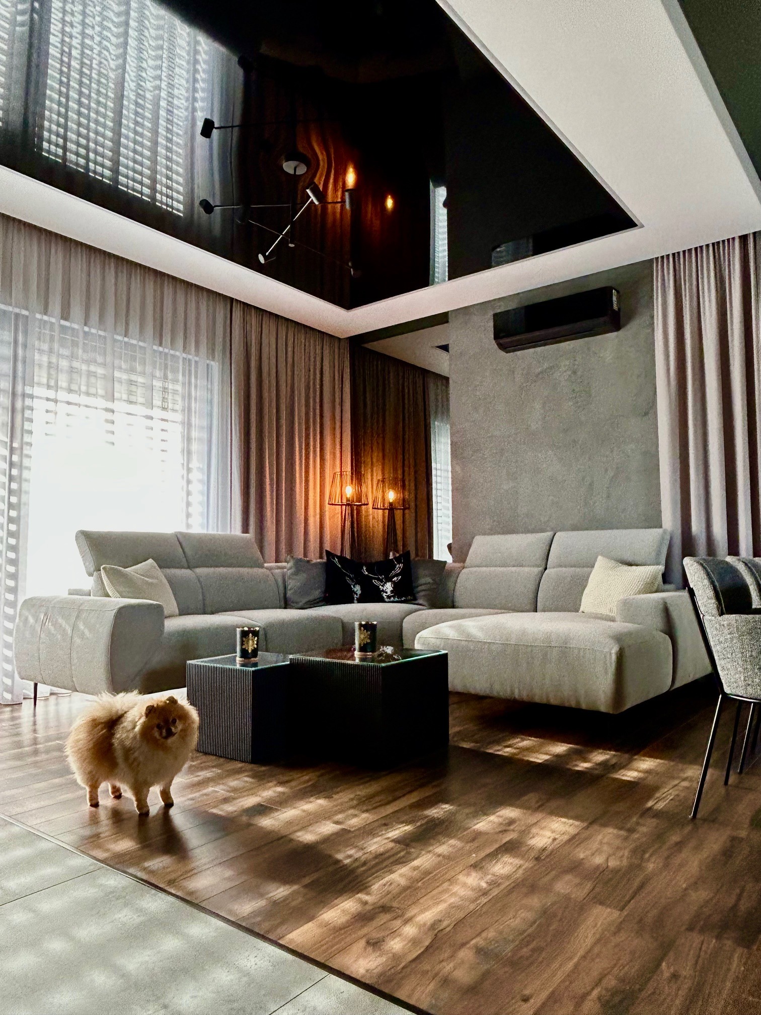 Nowoczesny salon z szarą, modułową sofą, czarnym, błyszczącym sufitem podwieszanym z oświetleniem punktowym, drewnianą podłogą i psem rasy pomeranian na pierwszym planie.