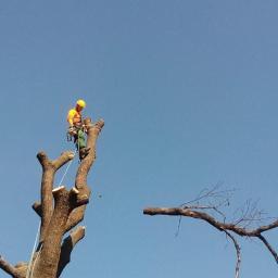 Polmar - Ścinanie Drzew Olszany