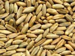 Ziarna żyta w zbliżeniu, widoczne detale struktury. Dostawca z Lubawy.