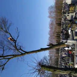 Arborysta w pomarańczowym kombinezonie, zabezpieczony linami, przycina gałęzie wysokiego drzewa na cmentarzu, widoczne nagrobki w tle pod błękitnym niebem.