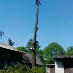 Arborysta w pomarańczowym kombinezonie, na szczycie wysokiego, ogołoconego z gałęzi drzewa, podczas wycinki w pobliżu zabudowań gospodarczych, z widocznymi ściętymi fragmentami pnia.