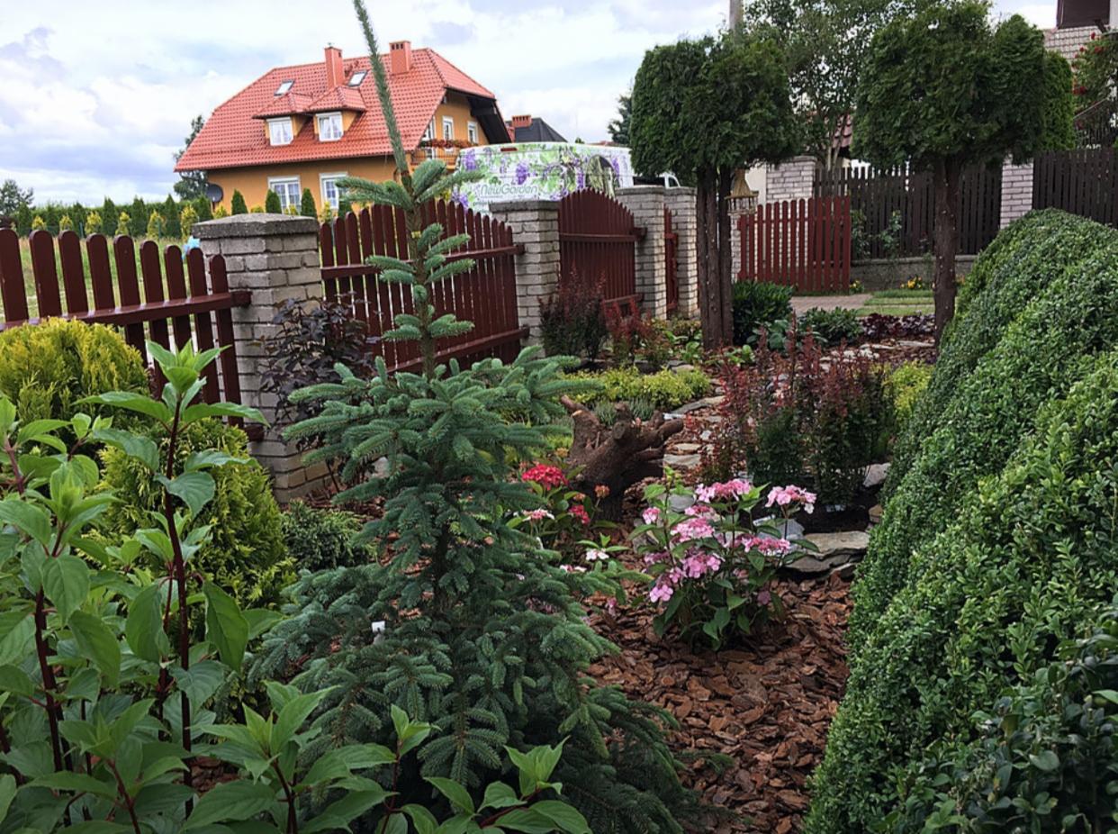 Ogród przydomowy z niską, drewnianą palisadą, iglakiem i kwitnącymi hortensjami na korze, w tle dom z czerwoną dachówką.