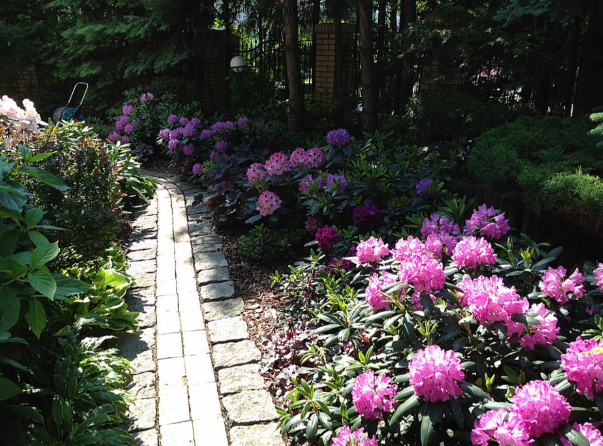 Kwitnące różaneczniki w odcieniach różu i fioletu wzdłuż ścieżki z jasnej kostki brukowej, prowadzącej przez zacieniony ogród.