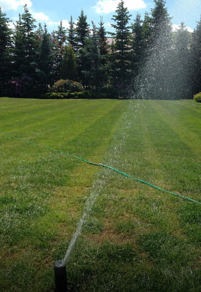 Automatyczne nawadnianie trawnika zraszaczem, w tle rząd wysokich drzew iglastych i krzewów.