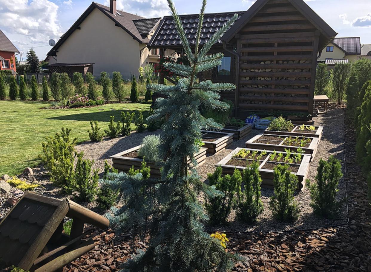 Ogród z drewnianymi podwyższonymi grządkami wypełnionymi ziemią i sadzonkami, na pierwszym planie srebrny świerk i karmnik dla ptaków, w tle drewniana konstrukcja z paletami na drewno.