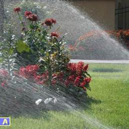 DUMAjd - Automatyczny system nawadniania trawnika z czerwonymi kwiatami w ogrodzie, widok z bliska na dyszę rozpylającą wodę.