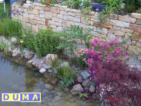 Ogród z kamienną ścianą, oczkiem wodnym, różnorodną roślinnością, w tym purpurowym klonem palmowym i kwitnącymi azaliami.