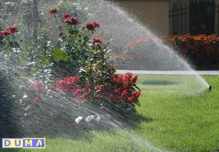 Automatyczny system nawadniania trawnika z czerwonymi kwiatami w ogrodzie, widok z bliska na dyszę rozpylającą wodę.