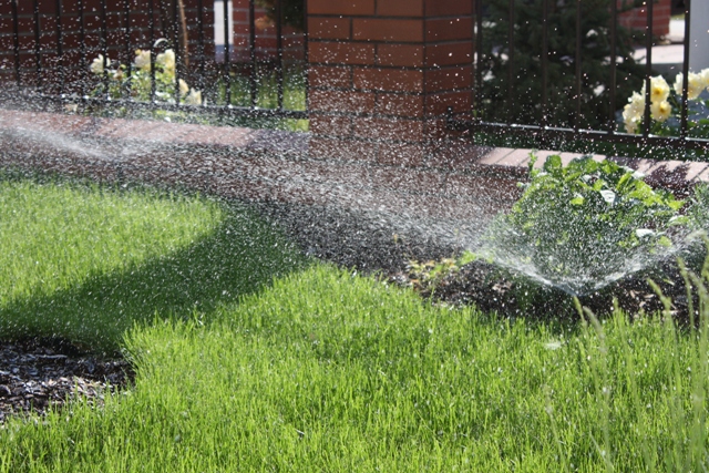 trawa z rolki, nawadnianie