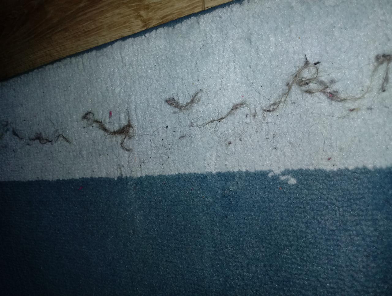 Usuwanie sierści zwierząt - cena indywidualna