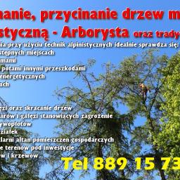 Mmhobby - Najlepsze Przesadzanie Drzew Pruszcz Gdański