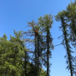 Arborysta w pomarańczowym kombinezonie, zabezpieczony liną, na wysokości przycina gałęzie wysokiego drzewa iglastego na tle błękitnego nieba i dachu domu.