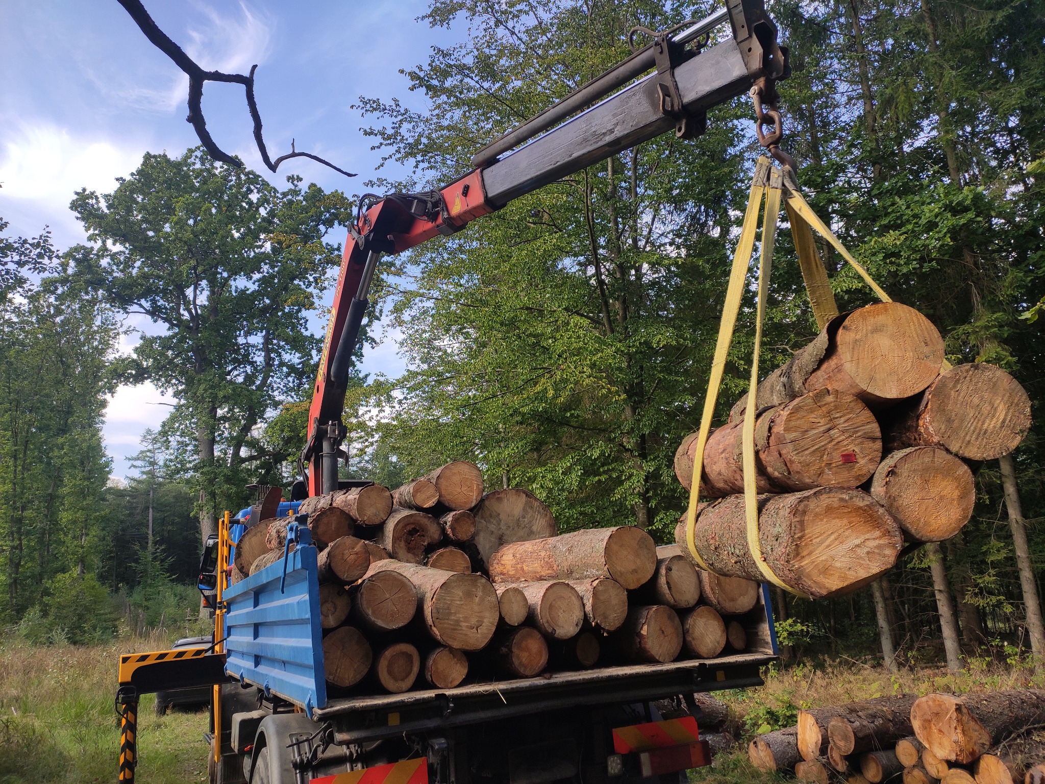 Żuraw samochodowy ładuje ścięte pnie drzew do niebieskiej skrzyni ciężarówki na skraju lasu.
