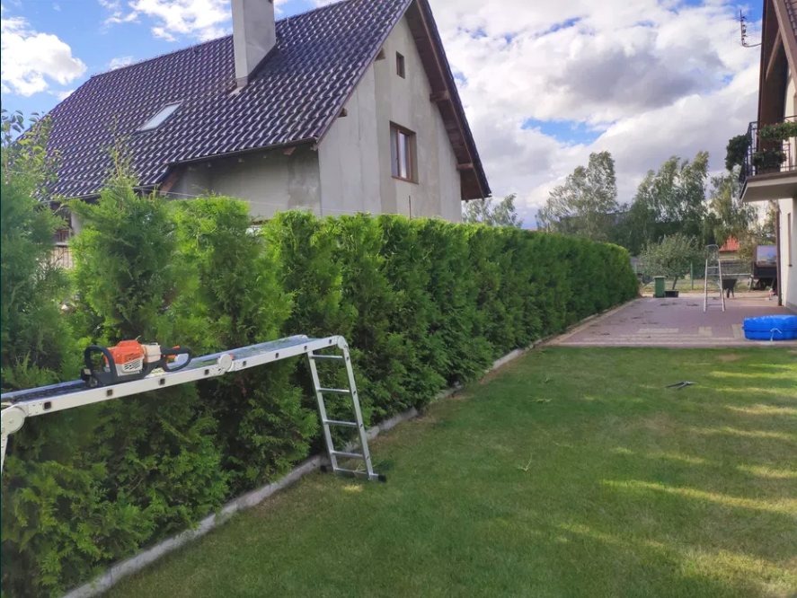 Przycięty żywopłot z tui, widoczna drabina aluminiowa z pilarką spalinową gotową do użycia, trawnik i dom w tle.
