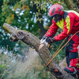 Nie Ma Lipy - Arborysta w czerwono-żółtym kombinezonie, w kasku i z linami zabezpieczającymi, tnie gałąź drzewa piłą spalinową, w powietrzu unoszą się drobne wióry.