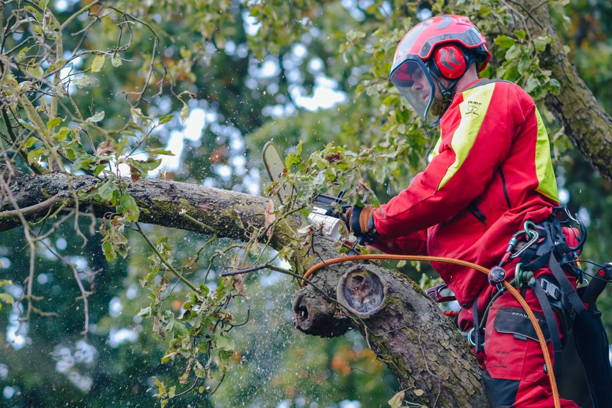 Arborysta w czerwono-żółtym kombinezonie i kasku z osłoną tnący gałąź drzewa piłą łańcuchową, w powietrzu wióry i pył.
