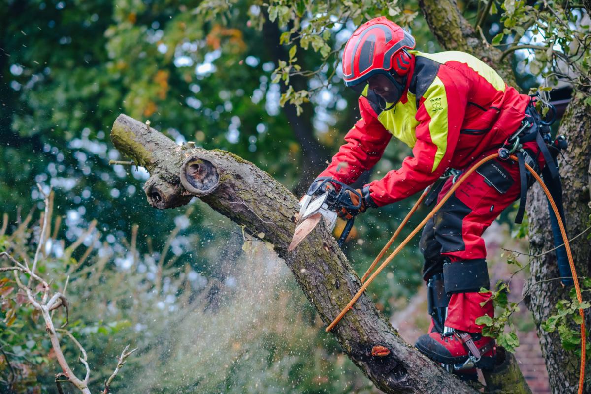 Arborysta w czerwono-żółtym kombinezonie, w kasku i z linami zabezpieczającymi, tnie gałąź drzewa piłą spalinową, w powietrzu unoszą się drobne wióry.