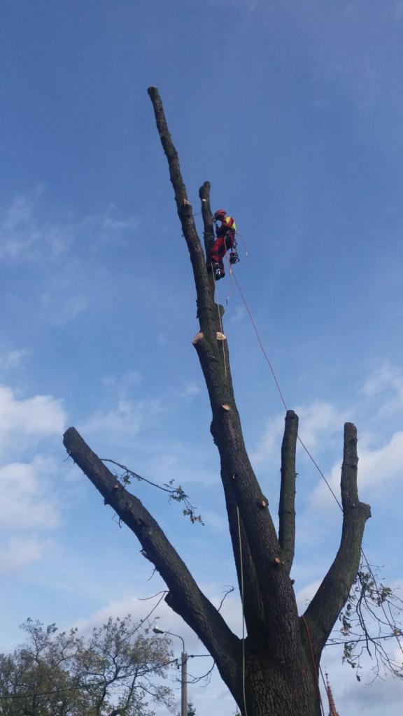 Arborysta w czerwonym kombinezonie, zabezpieczony linami, przycina wysokie drzewo na tle błękitnego nieba z chmurami. Widoczne świeże cięcia gałęzi.