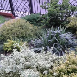 Kępy różnorodnych krzewów ozdobnych, w tym barwinek o biało obrzeżonych liściach i juka karolińska, tworzą kompozycję w ogrodzie przydomowym, widoczne ogrodzenie z kutego żelaza i fragment chodnika...