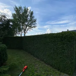 Długi, równo przycięty żywopłot z tui szmaragdowej, widoczny z perspektywy trawnika z leżącymi resztkami trawy i nożycami do żywopłotu, na tle błękitnego nieba z chmurami.