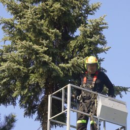 M&M Wycinka i pielęgnacja drzew - Pracownik w hełmie i kombinezonie na podnośniku koszowym, przycina gałęzie wysokiej choinki z licznymi szyszkami, widoczne ślady po wcześniejszych cięciach.