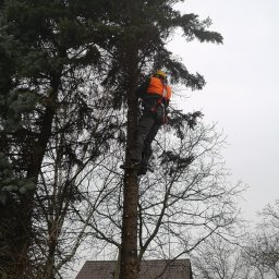 M&M Wycinka i pielęgnacja drzew - Arborysta w kasku i uprzęży, wspina się na wysokie drzewo iglaste, w tle budynek z brązowym dachem.