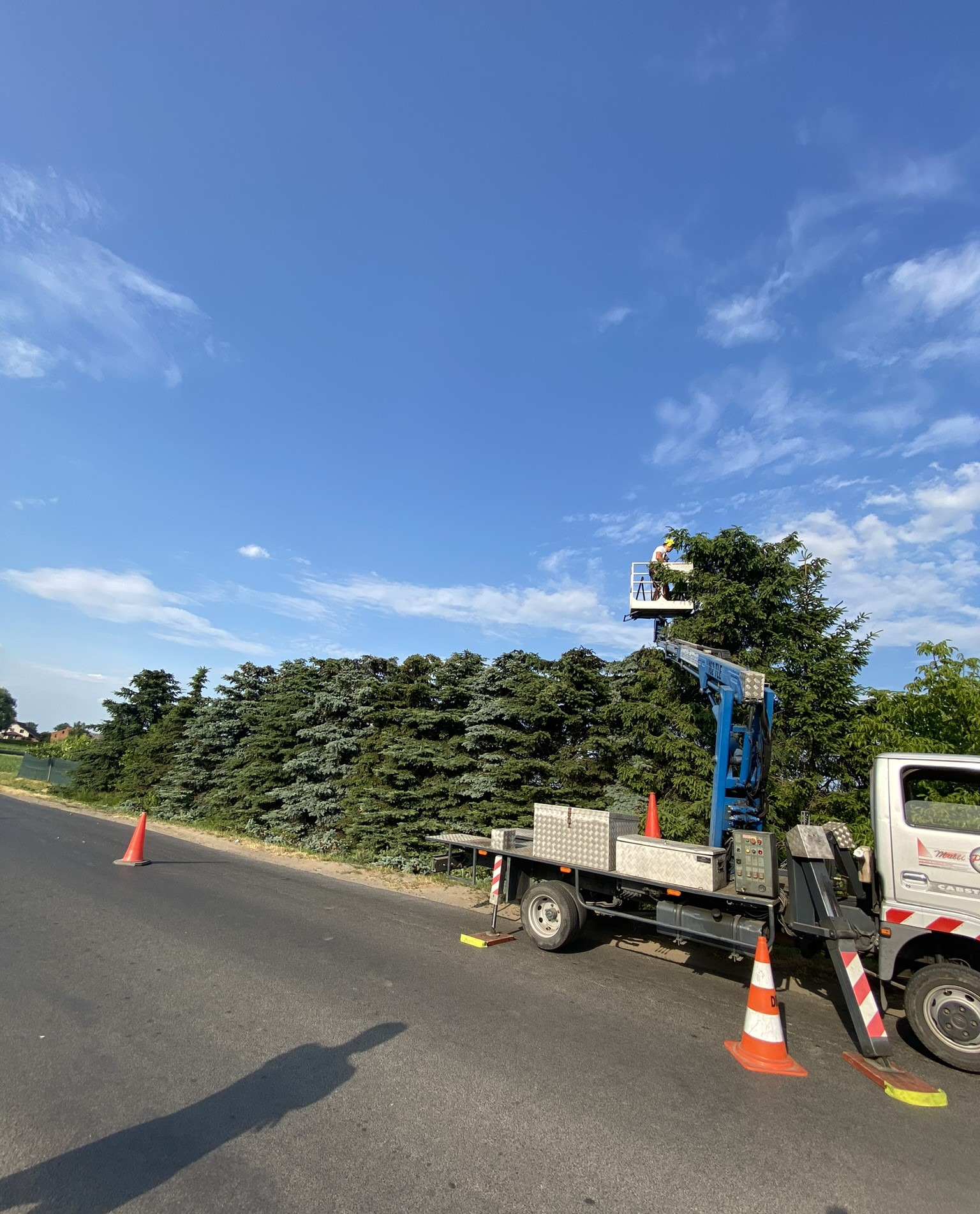 Pracownik w żółtym kasku, na podnośniku koszowym, przycina gałęzie wysokiego drzewa iglastego, stojącego wzdłuż drogi. Na jezdni ustawione pomarańczowe pachołki.