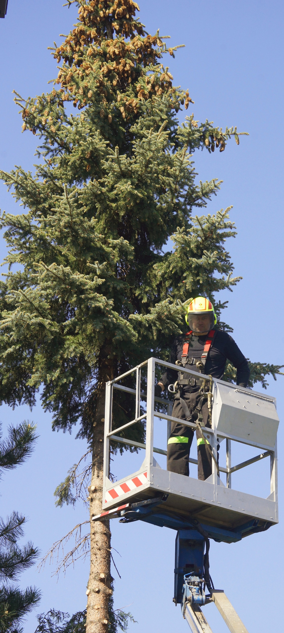 Pracownik w hełmie i kombinezonie na podnośniku koszowym, przycina gałęzie wysokiej choinki z licznymi szyszkami, widoczne ślady po wcześniejszych cięciach.