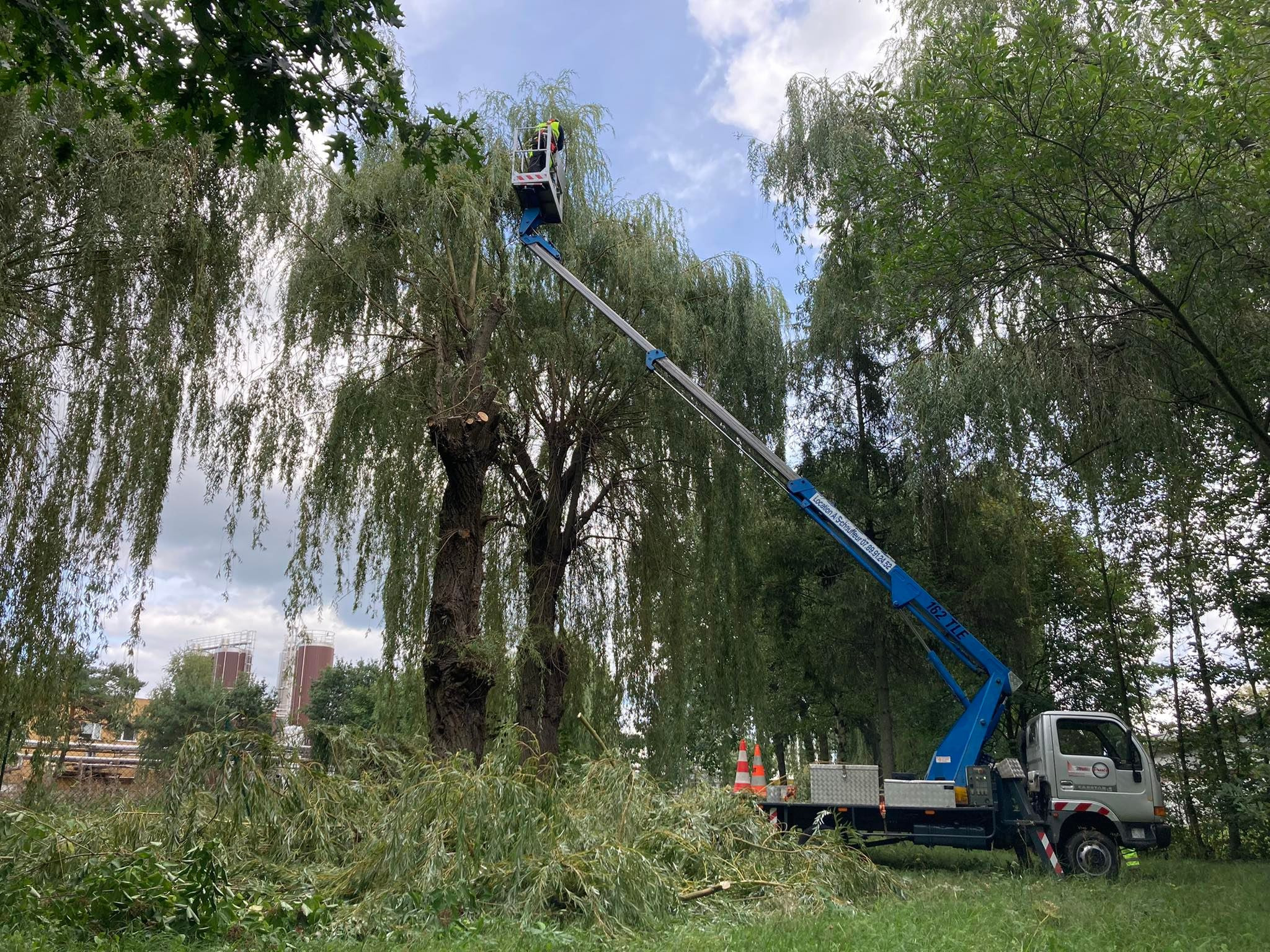 Pracownik w koszu podnośnika teleskopowego przycina koronę płaczącej wierzby, zrębki leżą na trawie, w tle budynki przemysłowe.