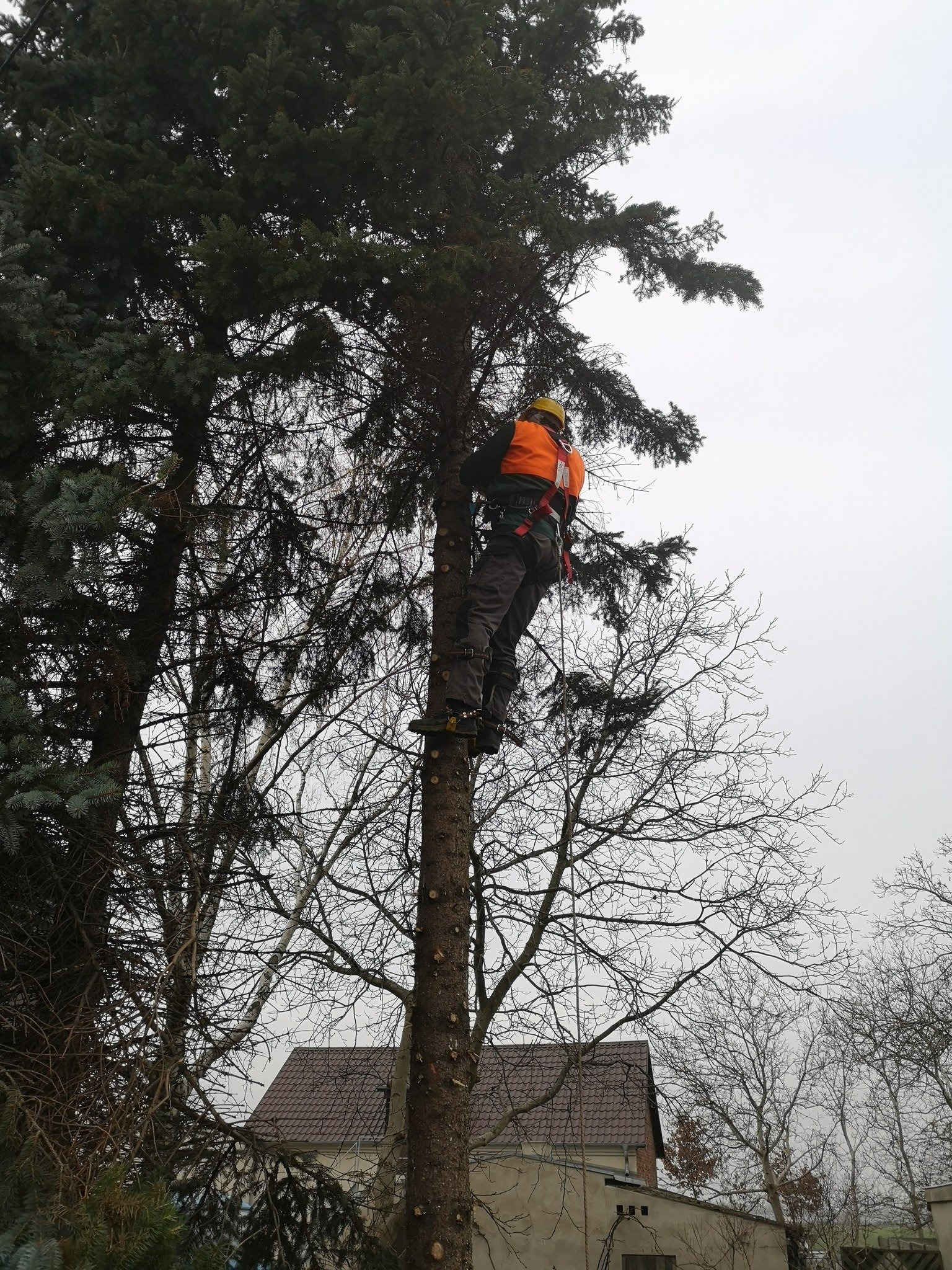 Arborysta w kasku i uprzęży, wspina się na wysokie drzewo iglaste, w tle budynek z brązowym dachem.