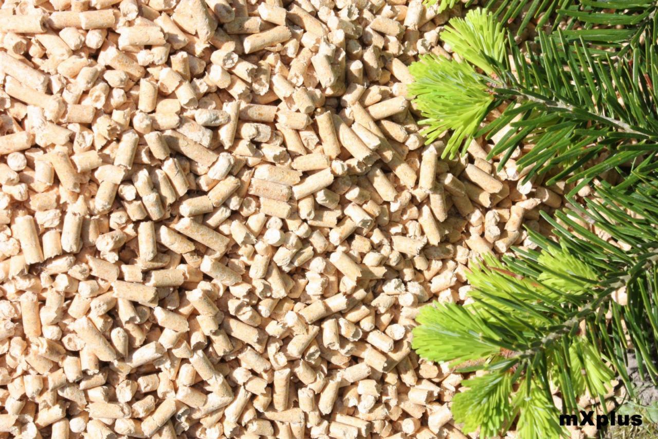 Jasne, drewniane pelety ułożone obok gałązki świerku z młodymi, jasnozielonymi przyrostami.