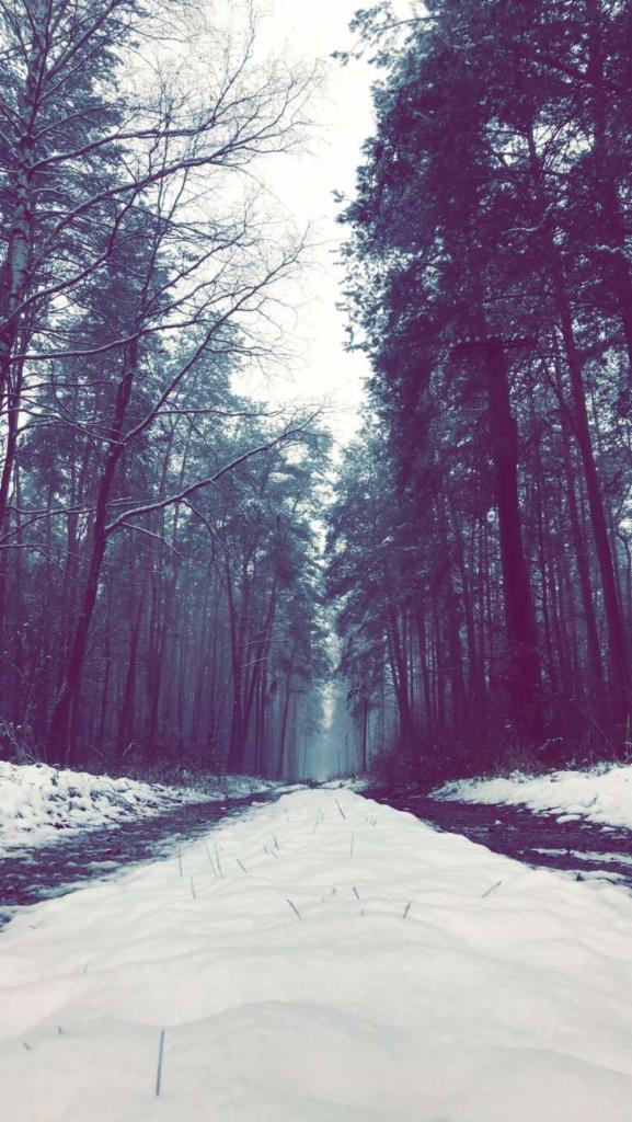 Śnieżna droga prowadząca przez zimowy las z wysokimi drzewami iglastymi i liściastymi, widok z perspektywy niskiego kąta.
