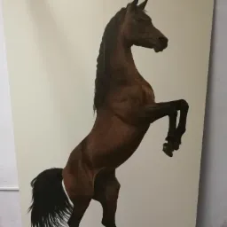 Duży format, dwuczęściowy wydruk przedstawiający brązowego konia arabskiego stojącego dęba na jasnym tle. Widoczny szew łączenia płyt.