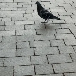 Szara, prostokątna nawierzchnia z kostki w Modlnicy, z pojedynczym gołębiem po prawej stronie. Widok z góry, lekko z ukosa.