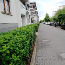 Równy, zielony żywopłot oddzielający chodnik z kostki brukowej od nowoczesnego bloku mieszkalnego z balkonami, w tle zaparkowane samochody.