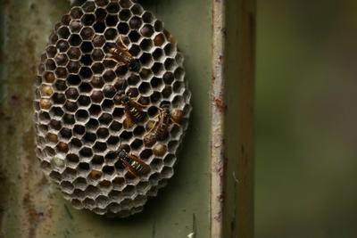 Gniazdo os przyczepione do metalowego słupka, widoczne owady na plastrach miodu.