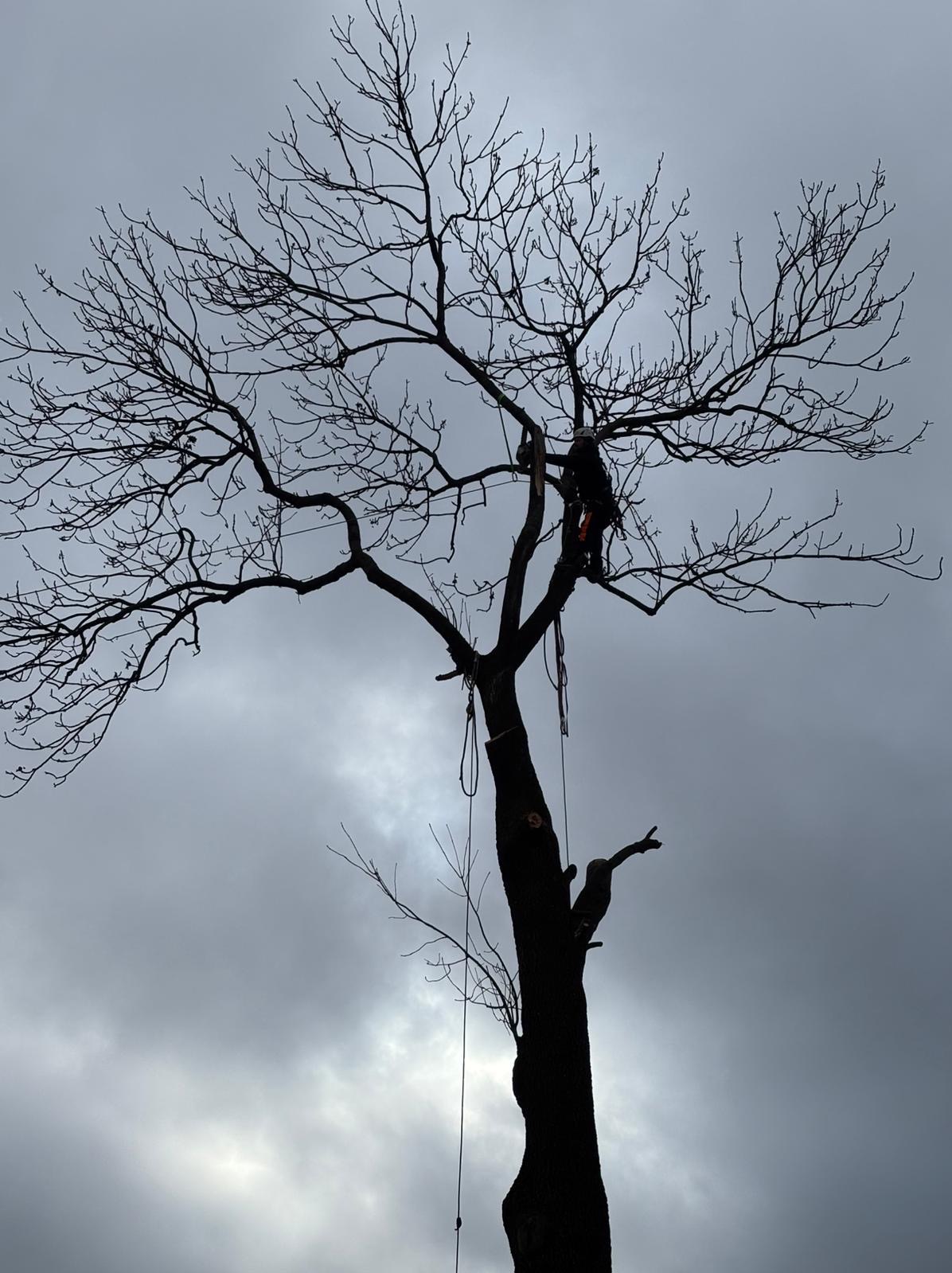 Arborysta w uprzęży, w trakcie wycinki drzewa bez liści na tle pochmurnego nieba. Widoczne liny i sprzęt do prac wysokościowych.