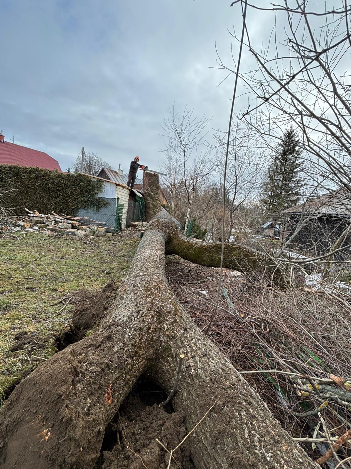 Położone drzewo po wycince, pracownik z piłą na dachu budynku gospodarczego w tle. Widoczne gałęzie i pozostałości po cięciu.