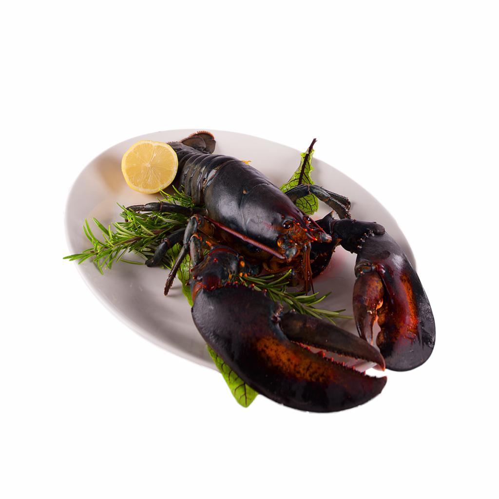 Ugotowany homar na białym talerzu, udekorowany gałązkami rozmarynu i plasterkiem cytryny, prezentowany na białym tle.