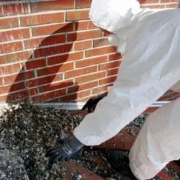 USUWANIE ptasich odchodów - po gołębiach | Utylizacja | Dezynfekcja