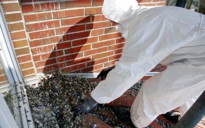 USUWANIE ptasich odchodów - po gołębiach | Utylizacja | Dezynfekcja