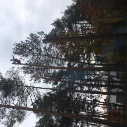 Wycinka drzew Bielsko-Biała 4