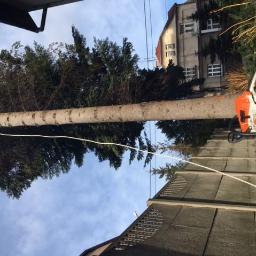 Wycinka drzew Bielsko-Biała 3