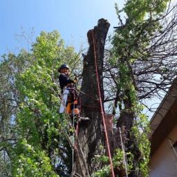 Wycinka drzew Bielsko-Biała 2