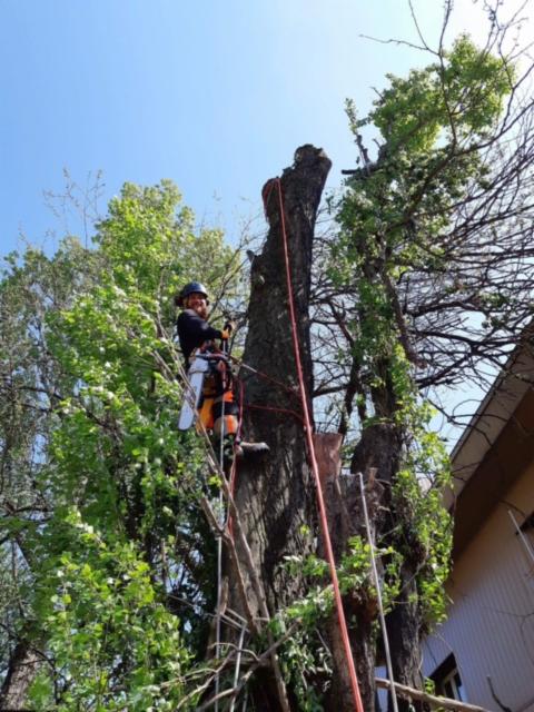 Arborysta w kasku i uprzęży, z piłą spalinową, wspina się po wysokim, ogołoconym z gałęzi pniu drzewa, zabezpieczony liną, z widocznymi zielonymi liśćmi na gałęziach sąsiednich drzew i fragmentem...